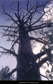 Kalamalka, Look down I hear the lake is beautiful