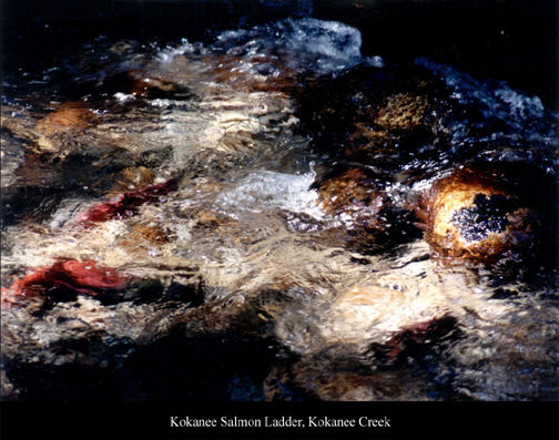 Kokanee Salmon Ladder, Kokanee Creek Prov. Park