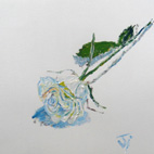 White Rose, Acrylic, January 2013