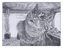 Ary the Cat, Pencil on Paper, 17.5cm x 23cm, January 2015